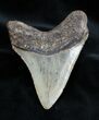Inch Megalodon Tooth #1660-1